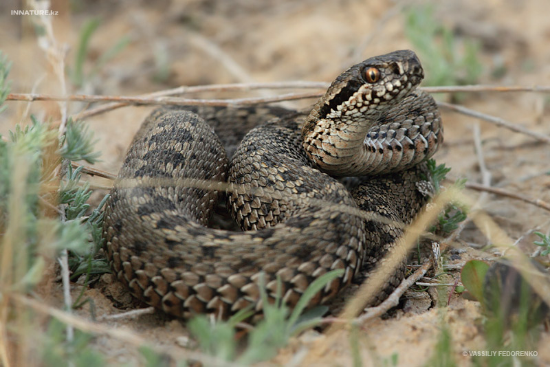 vipera-renardi_02.jpg