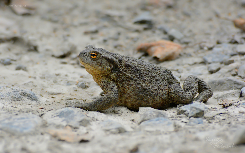 bufo-bufo_01.jpg