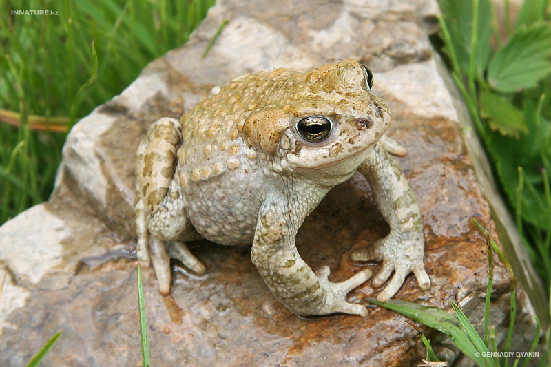 bufo-pewzowi_03.jpg