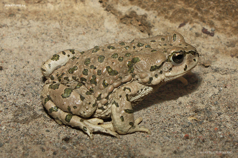 bufo_01.jpg