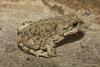 bufo_01_t1.jpg