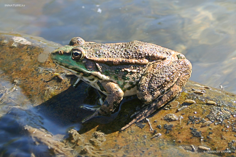 pelophylax-ridibundus_01.jpg