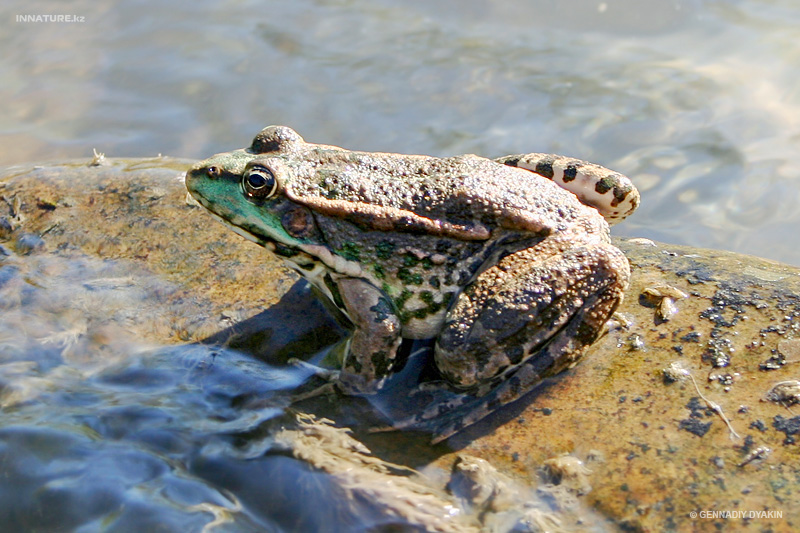 pelophylax-ridibundus_02.jpg