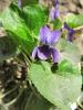 1104118_t1.jpg