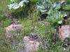 17.04.2010-239_t1.jpg