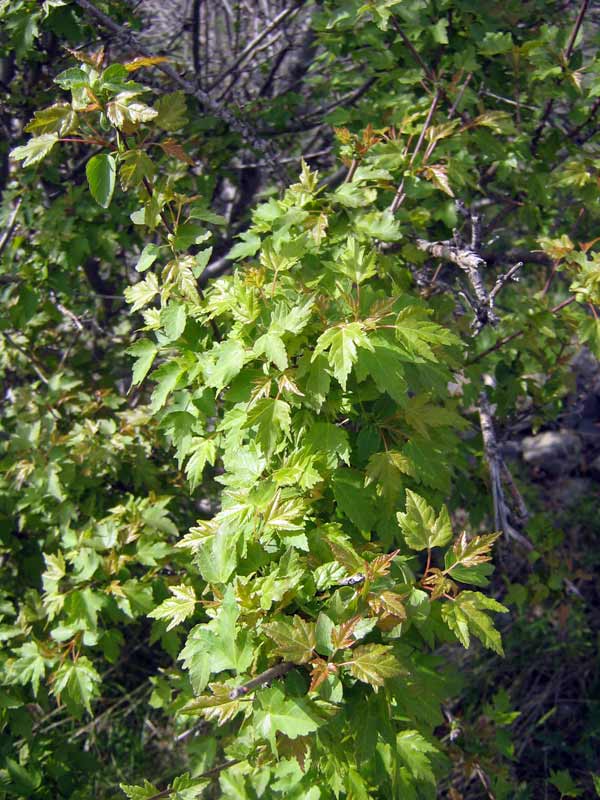 53097_fefe0e8c.jpg