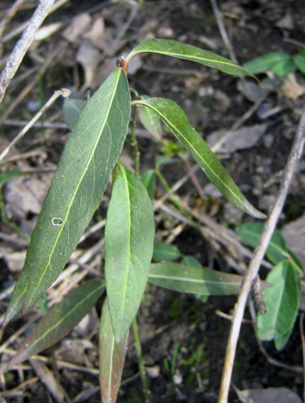 6.04.2010-070.jpg