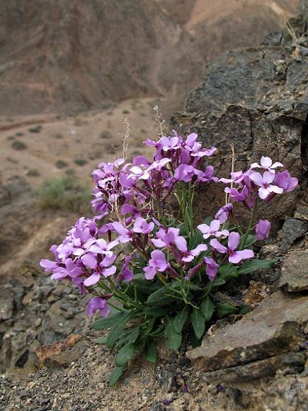 achoriphragma_beketovii.jpg