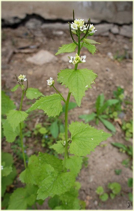 alliaria_petiolata.jpg