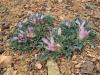 astragalus_borodinii_t1.jpg