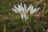 crocus-alatavicus_01_t1.jpg