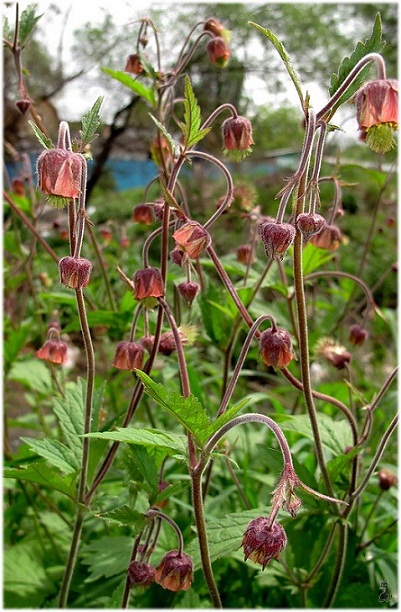 geum_rivale.jpg