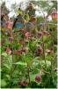 geum_rivale_t1.jpg
