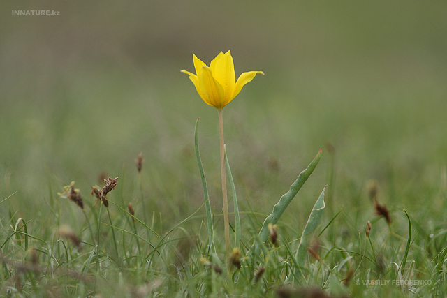 plant_017.jpg