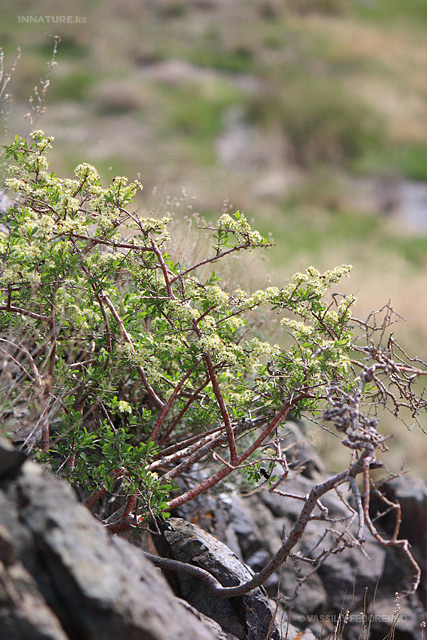 plant_018.jpg