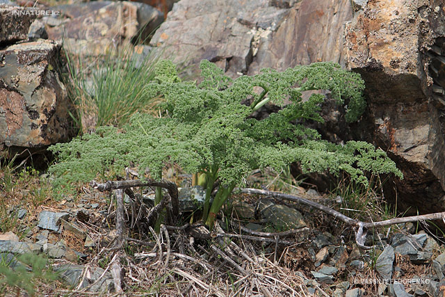 plant_019.jpg