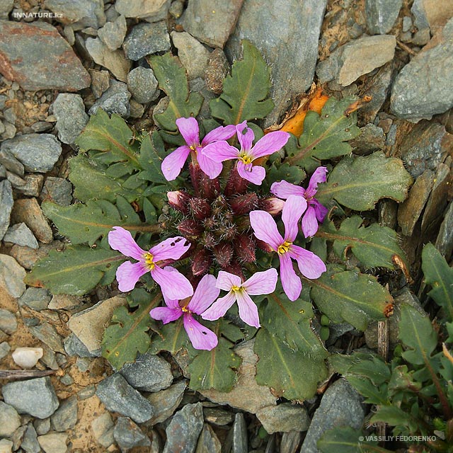 plant_01_2.jpg