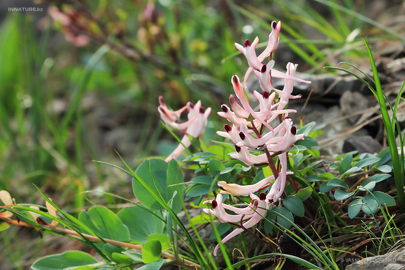 plant_02.jpg