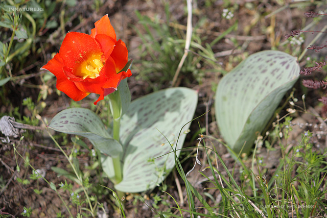 plant_020.jpg
