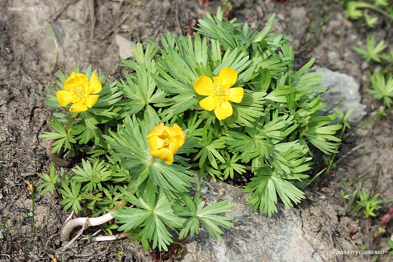 plant_05.jpg