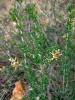 salsola_arbusculiformis_t1.jpg