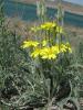 scorzonera_pubescens_t1.jpg