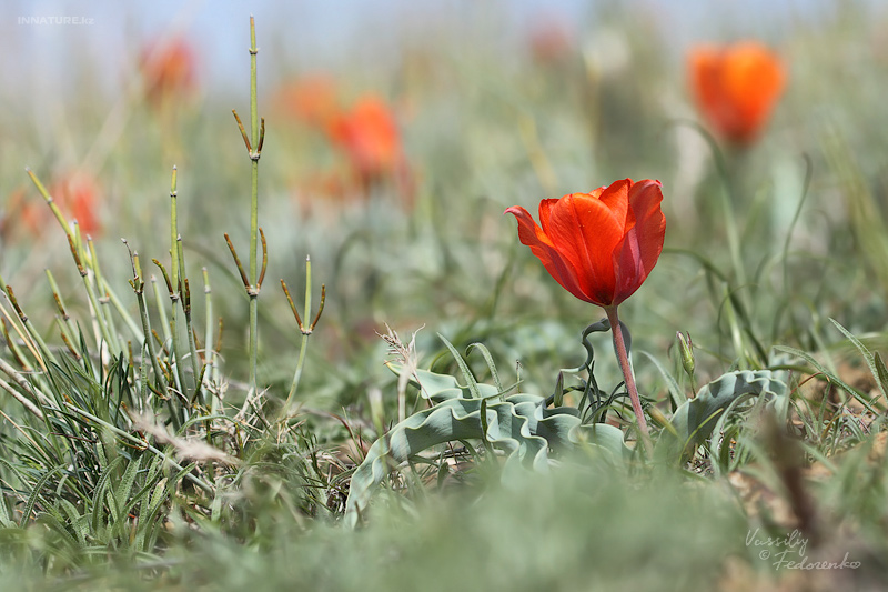 tulipa-alberti_02.jpg