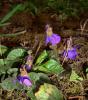 viola_odorata_t1.jpg