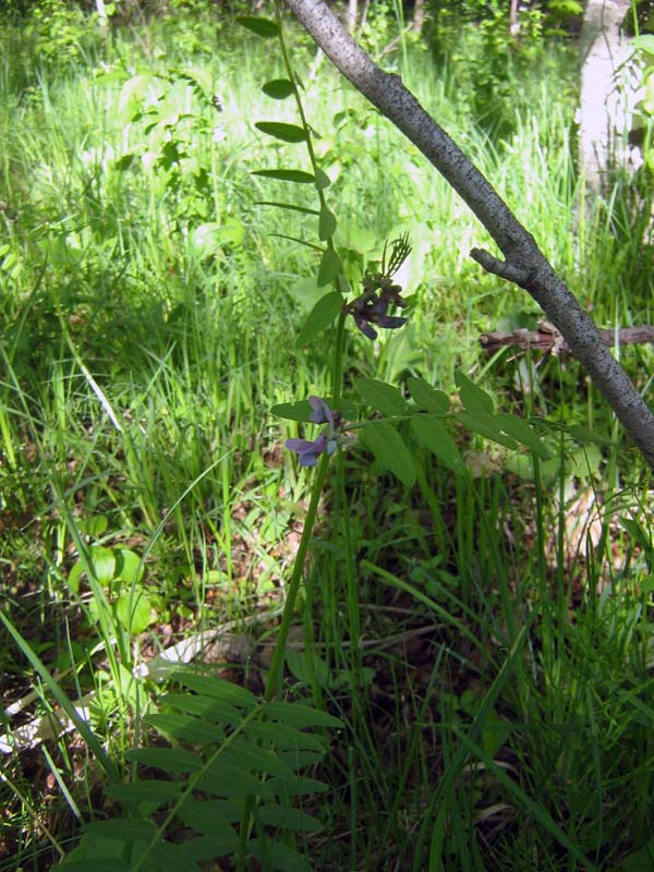 55199_6ace7d87.jpg