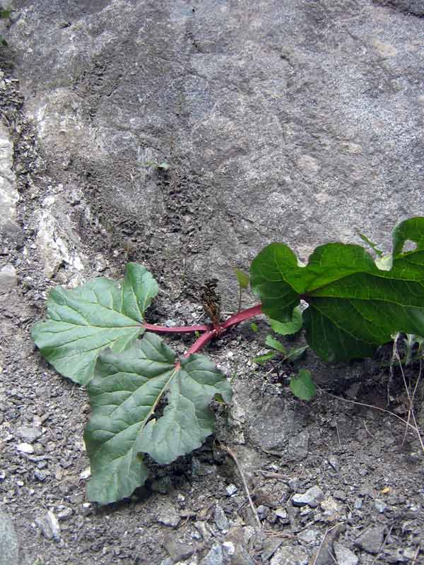 55501_c2010f7b.jpg
