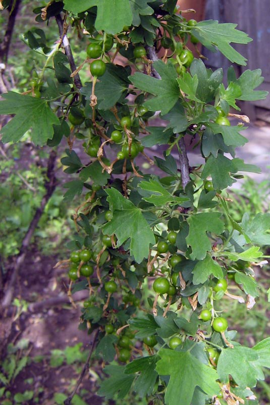 56443_9442cc93.jpg