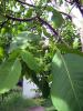 56447_b2974fd1_t1.jpg