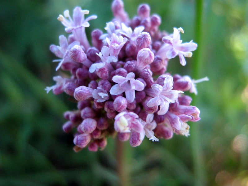 56757_ee085cf2.jpg