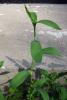 57579_fe06cb5d_t1.jpg