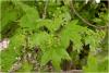 acer_campestre_t1.jpg