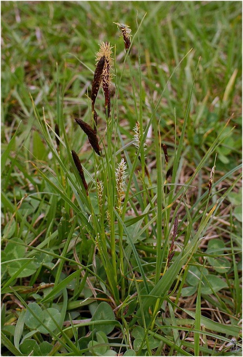 carex_melanostachya.jpg
