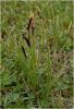 carex_melanostachya_t1.jpg