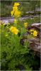 chelidonium_majus_t1.jpg