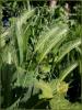 dsc00805_t1.jpg