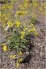 dsc00947_t1.jpg