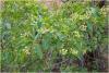 dsc00976_t1.jpg