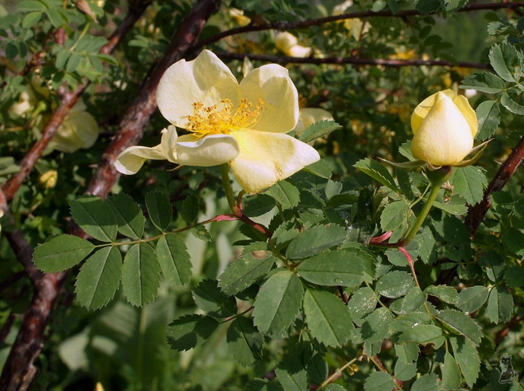 dsc01559.jpg