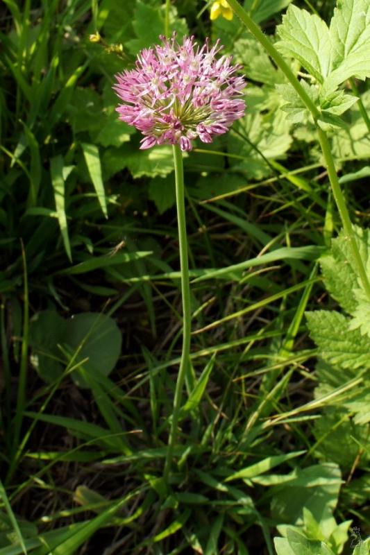 dsc01620.jpg