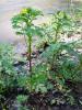 dsc01950_t1.jpg