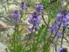 dscn8501_t1.jpg