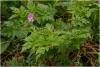geranium_robertianum_t1.jpg