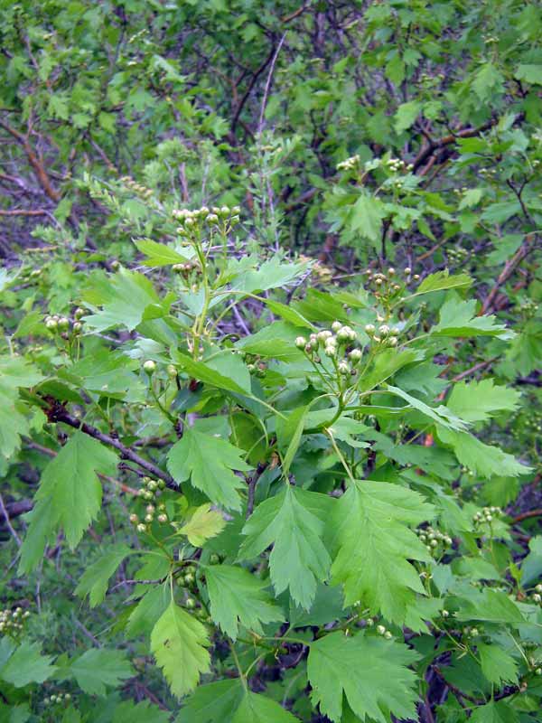 img_8042.jpg