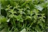 lamium_album_1_t1.jpg