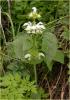 lamium_album_t1.jpg