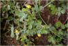 medicago_minima_t1.jpg